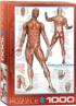 The Muscular System Educational Jigsaw Puzzle