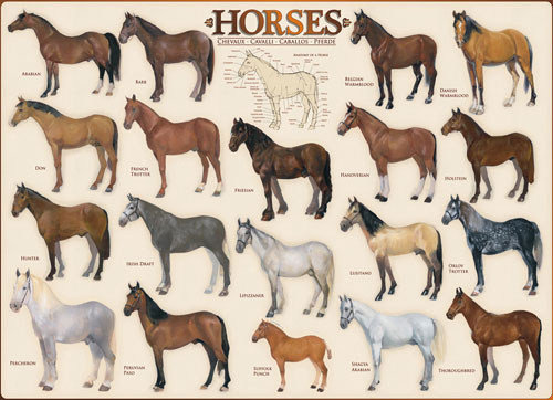 PUZZLE ANIMALI EUROGRAPHICS CAVALLI HORSES 1000 PZ 6000-0078 Donkytoys