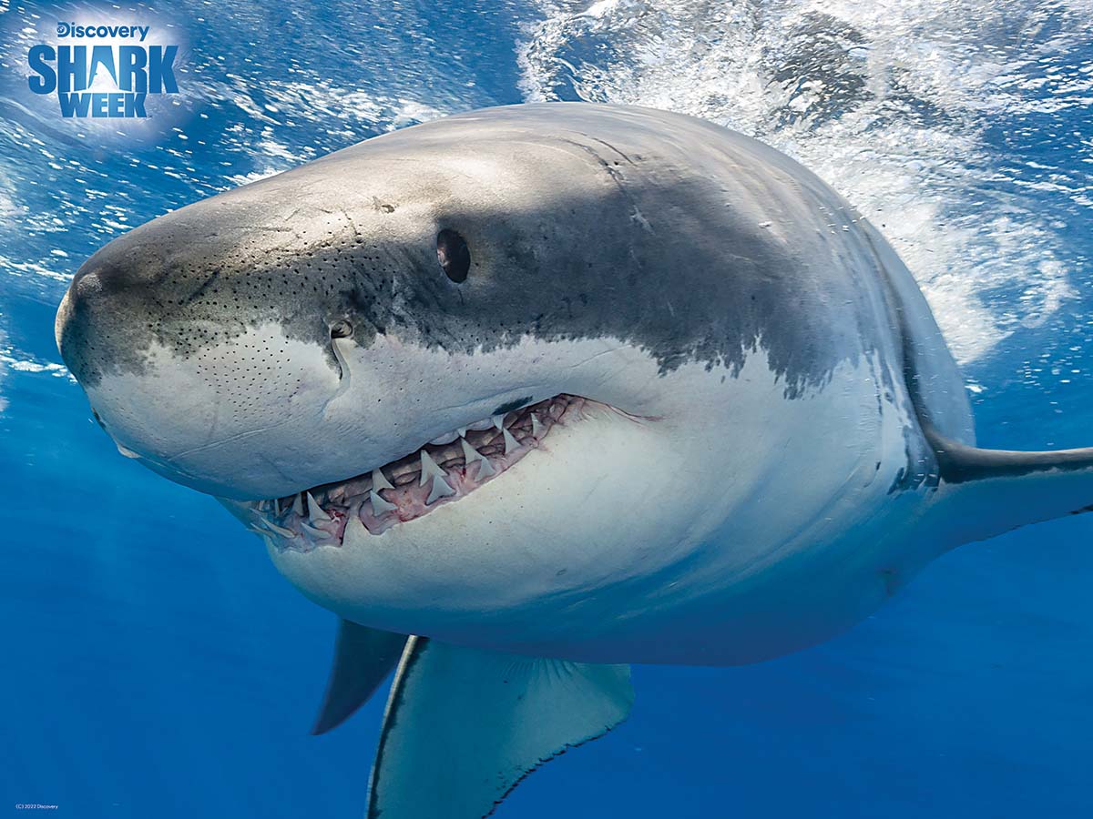 Great White Shark - Discovery Shark Week