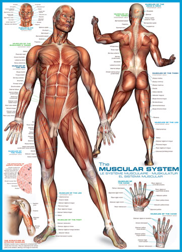The Muscular System Educational Jigsaw Puzzle