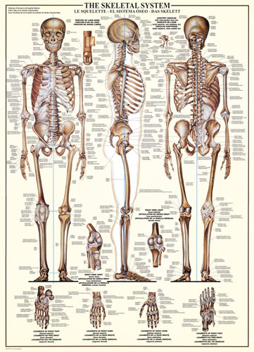 The Skeletal System Science Jigsaw Puzzle