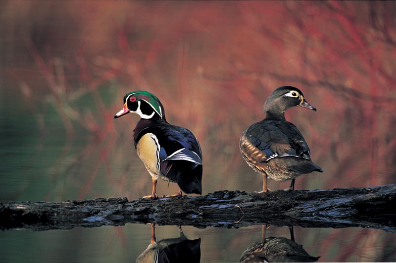 Wood Ducks, 1000 Pieces, Cobble Hill Serious Puzzles