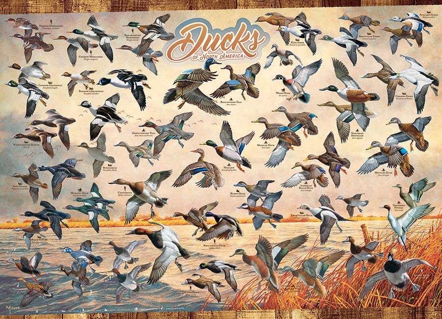 Ducks of North America Birds Jigsaw Puzzle
