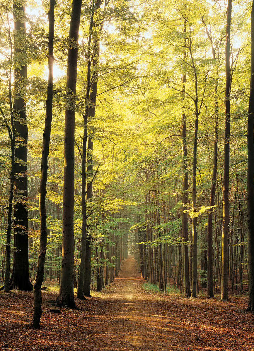 Forest Path Forest Jigsaw Puzzle
