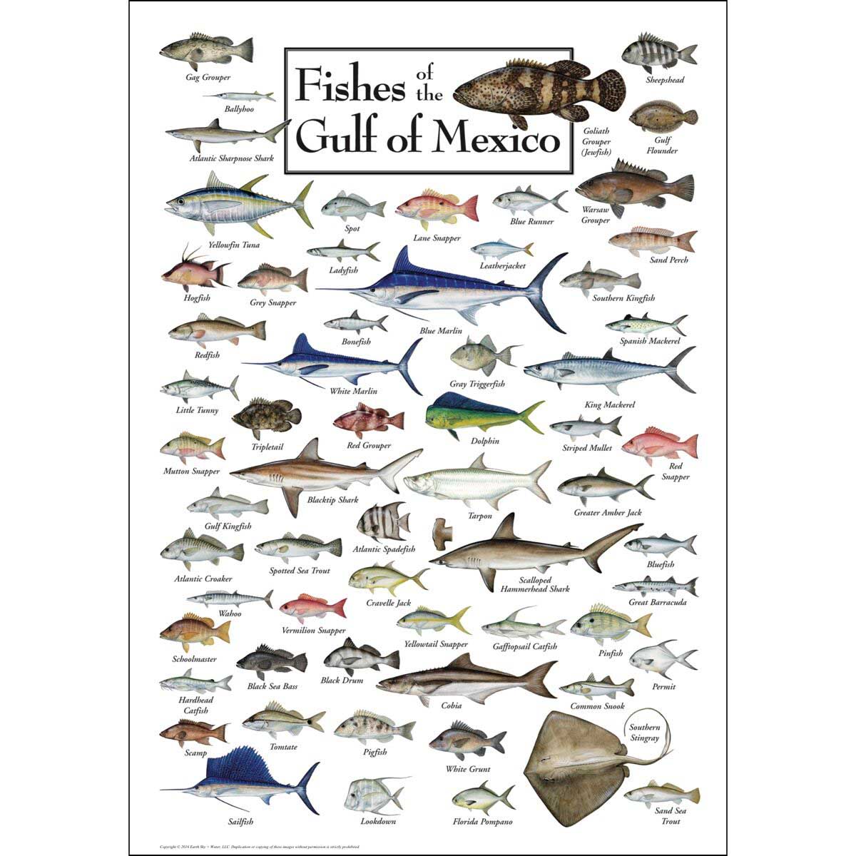 Fishes of the Gulf of Mexico Fish Jigsaw Puzzle
