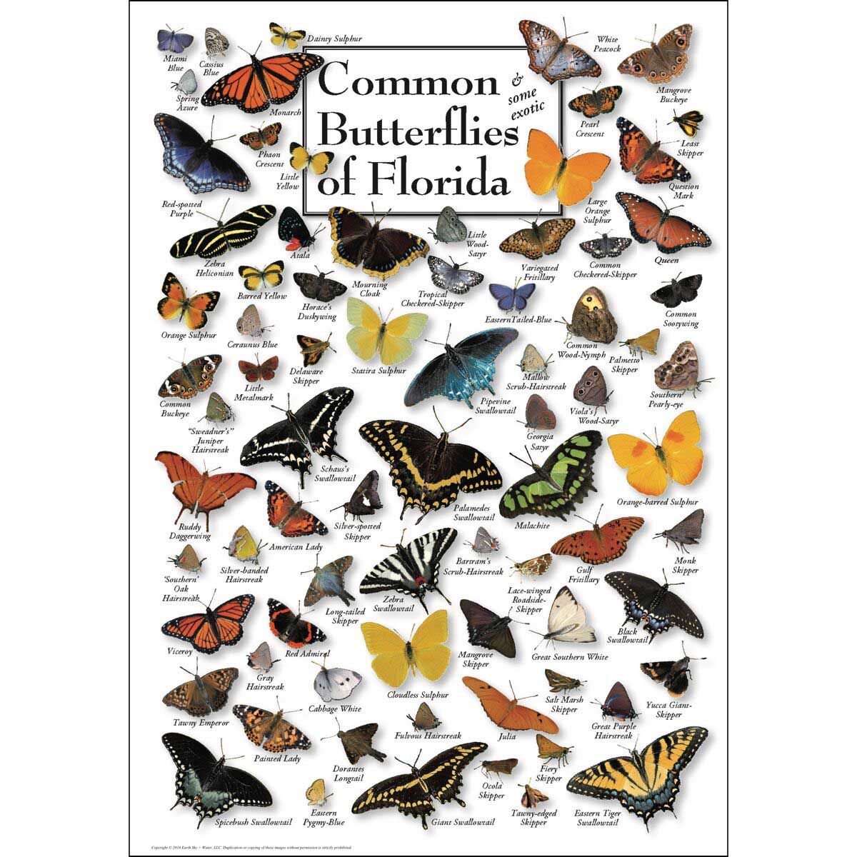 Butterflies of Florida Butterflies and Insects Jigsaw Puzzle