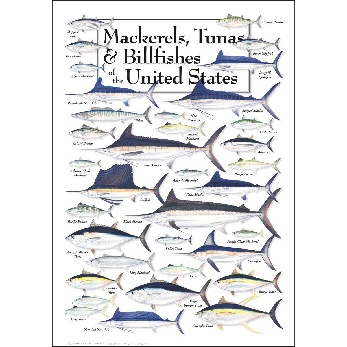 Mackerels, Tunas & Billfishes of the US Sea Life Jigsaw Puzzle