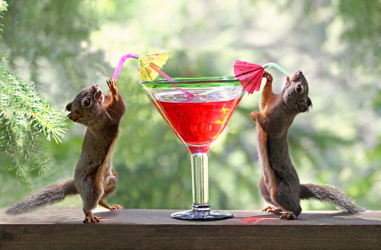 Squirrels at Cocktail Hour Animals Jigsaw Puzzle