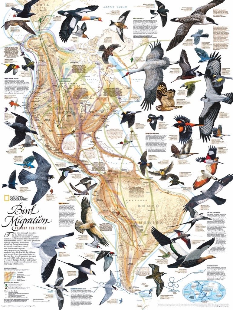 Bird Migration Birds Jigsaw Puzzle
