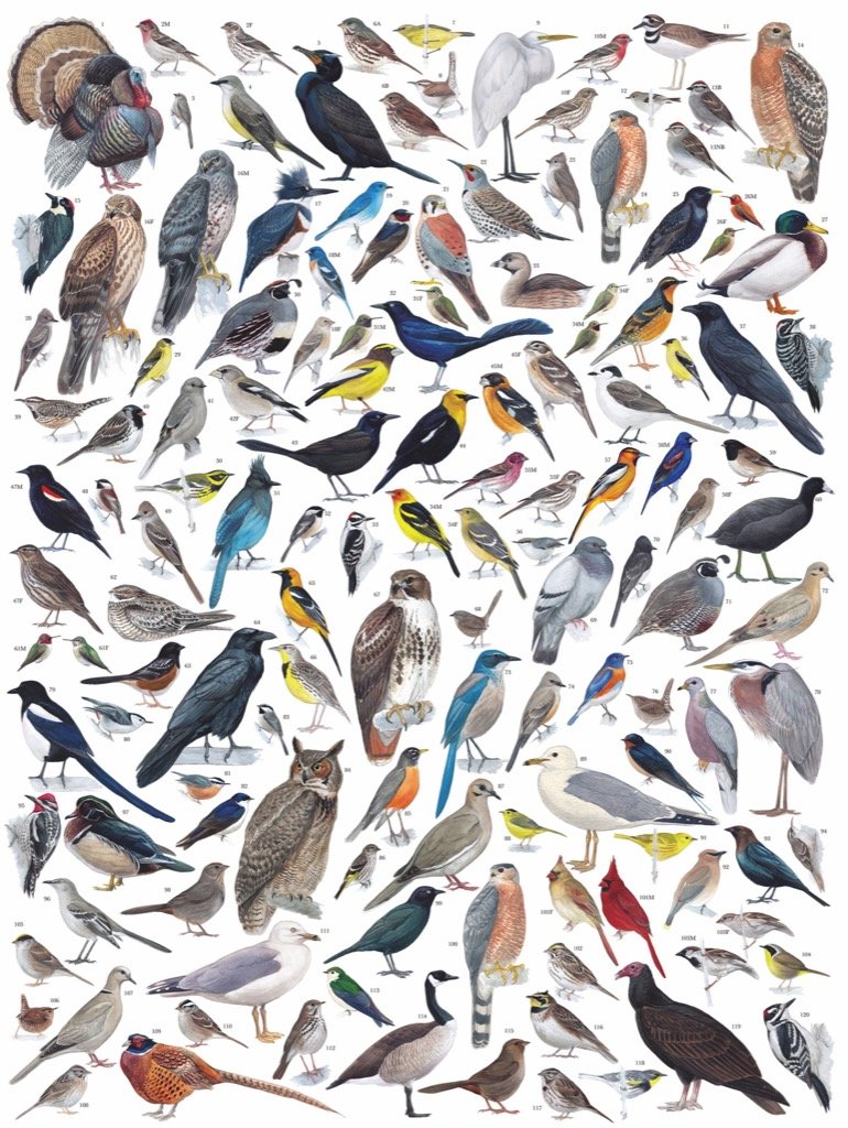 Bird puzzles on sale