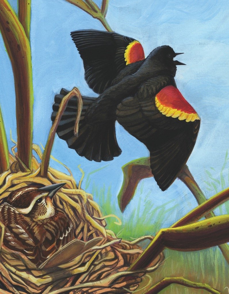 Red-Winged Blackbird Mini Puzzle Birds Jigsaw Puzzle