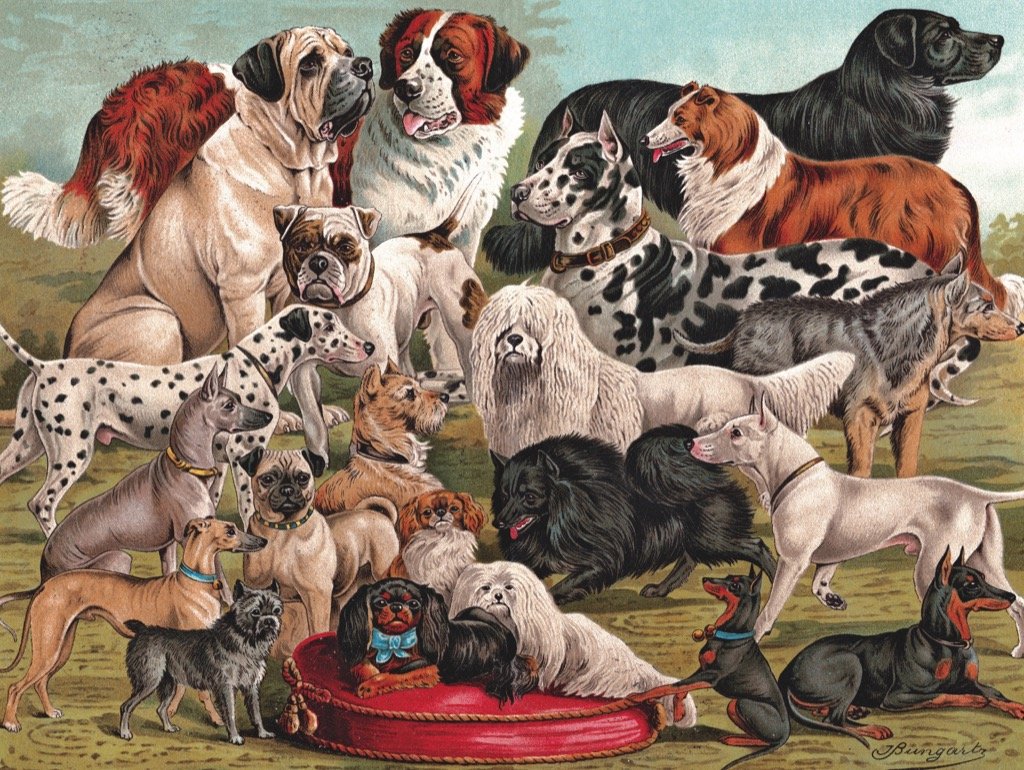  1000 Piece Puzzle Purebred St Bernard Dog Indoor