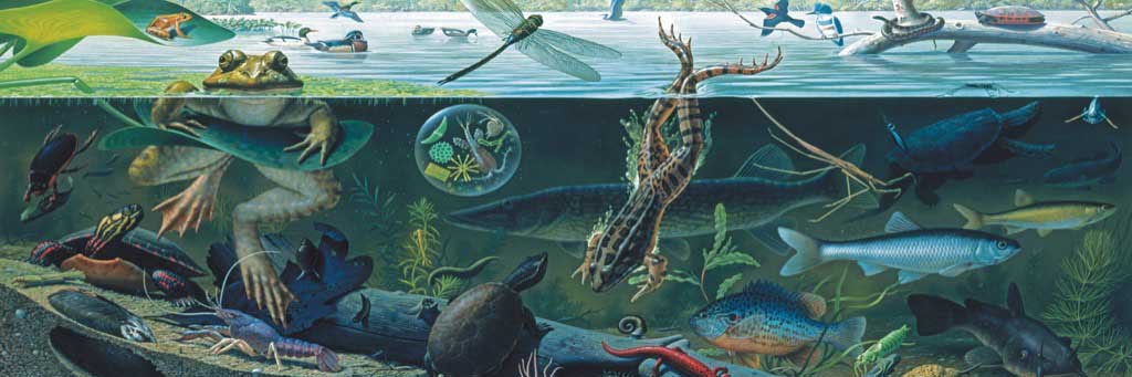 Freshwater Ecosystem Animals Jigsaw Puzzle