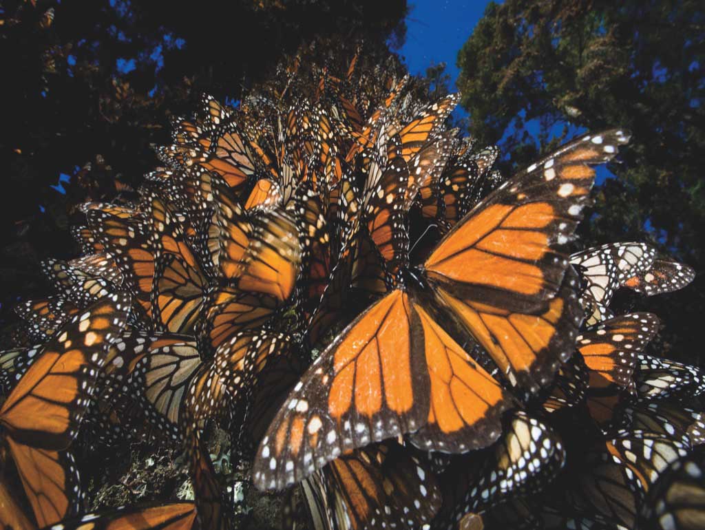 Monarch Butterflies Butterflies and Insects Jigsaw Puzzle