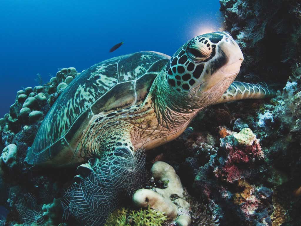 Green Sea Turtle Sea Life Jigsaw Puzzle