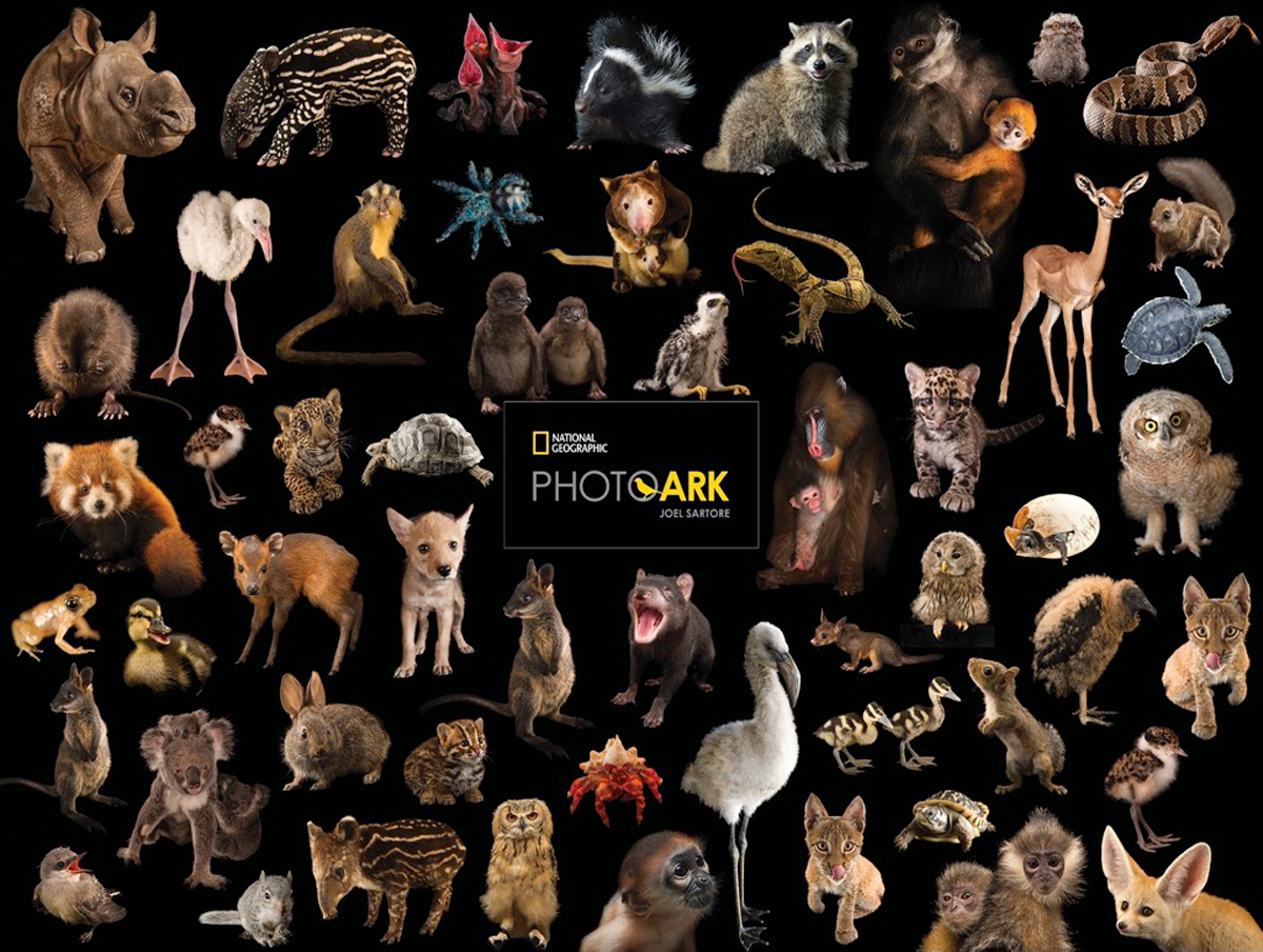Photo Ark Baby Animals Photography Jigsaw Puzzle