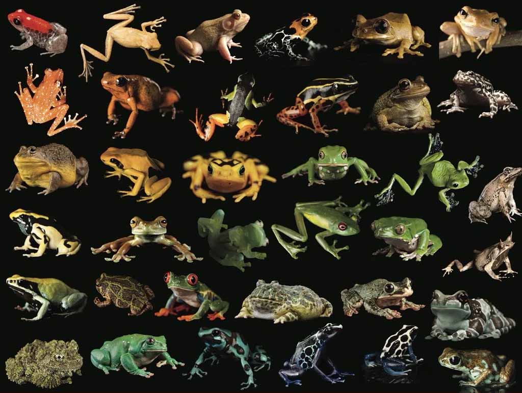 Photo Ark Frogs Reptile & Amphibian Jigsaw Puzzle