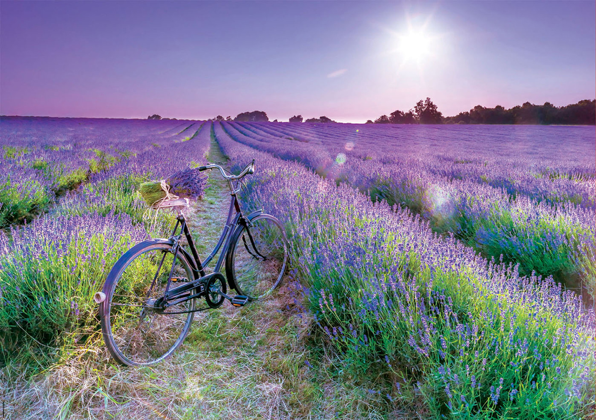 Cycling in the Lavender Field Flower & Garden Jigsaw Puzzle