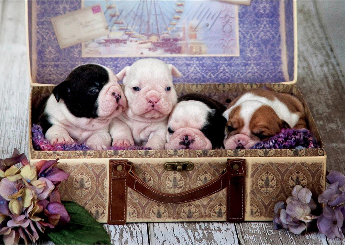 Puppies Dogs Jigsaw Puzzle