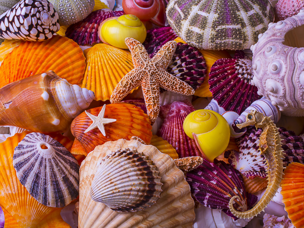Sea Shell Treasures Collage Jigsaw Puzzle