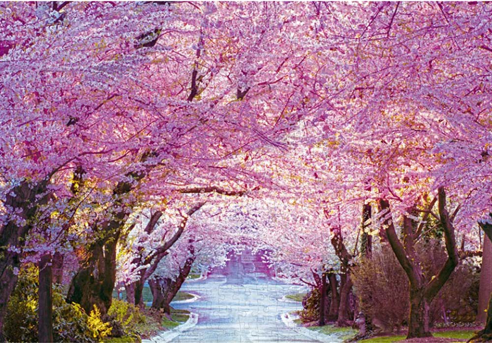 Cherry Blossom Road