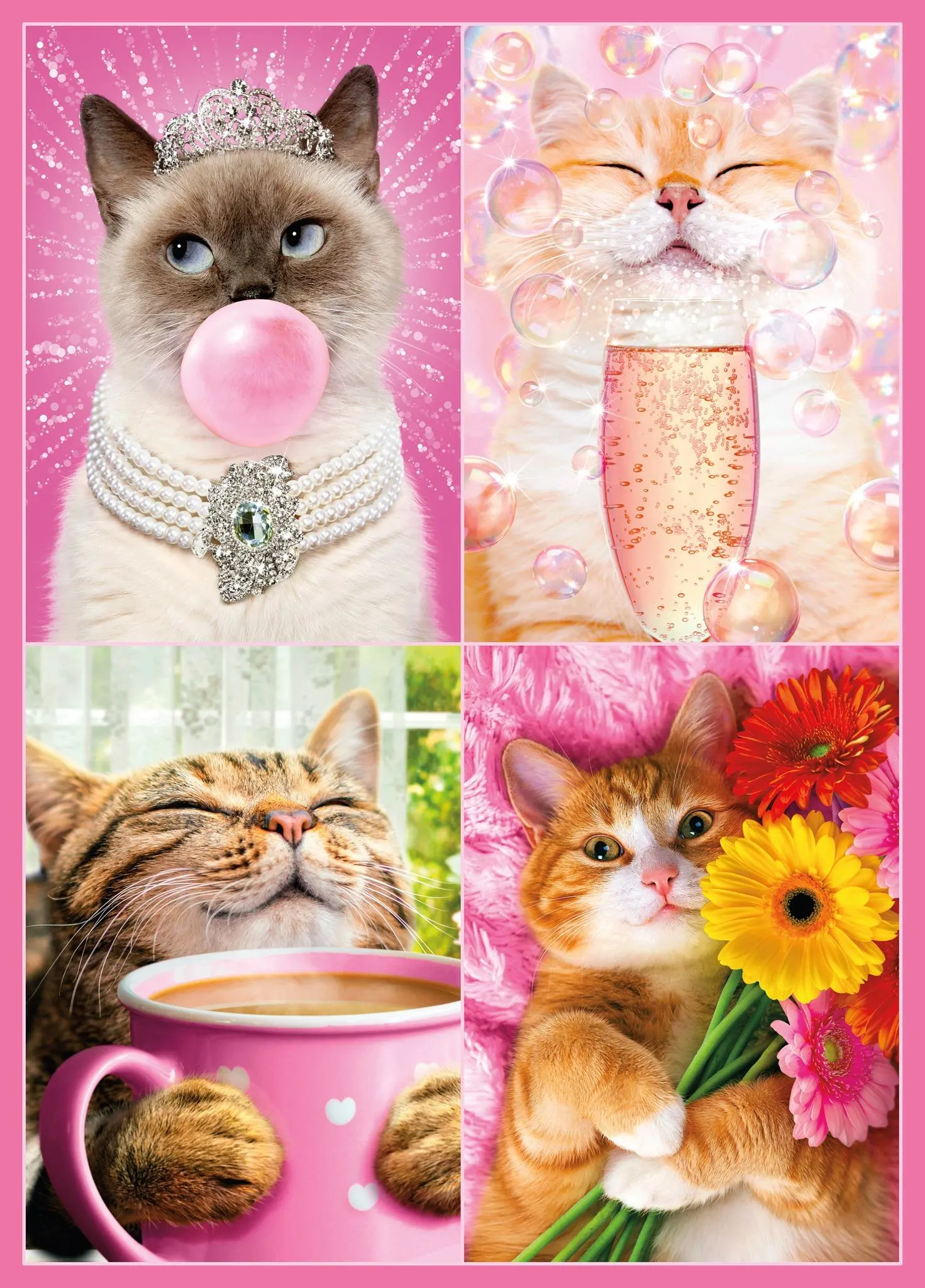 Avanti Cat Fancies Cats