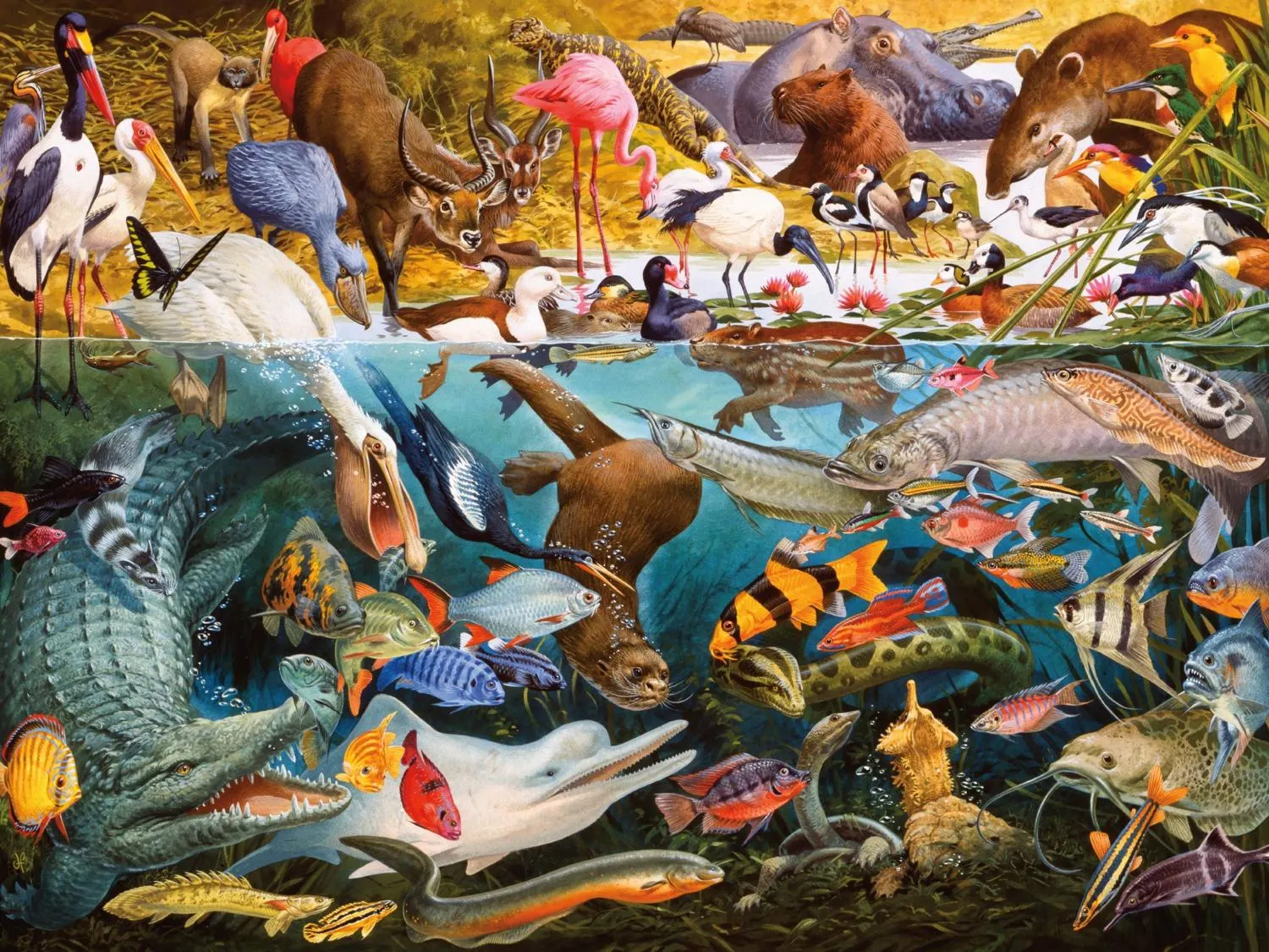 Above and Below: Tropical Waters (John Francis) Animals