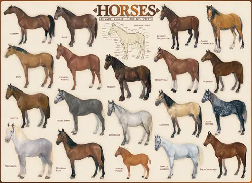 Horses Horse