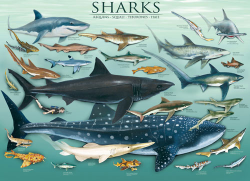 Sharks Sea Life Jigsaw Puzzle