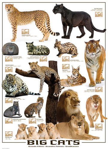 Big Cats Cats
