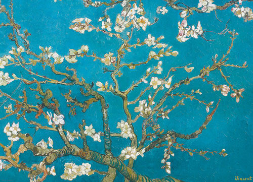 Almond Blossom Flower & Garden
