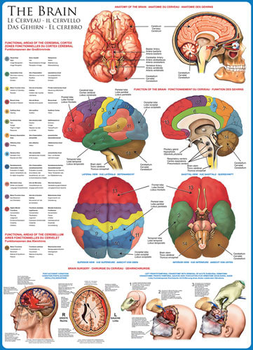 The Brain Educational
