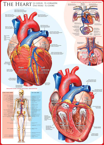 The Heart Educational