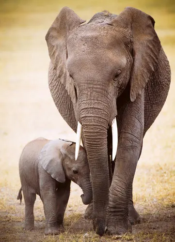 Elephant & Baby Animals
