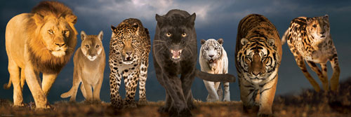 Big Cats DUPE Big Cats