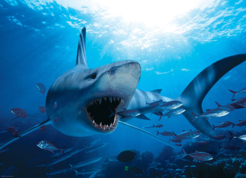 Hungry Shark Sea Life Jigsaw Puzzle