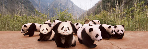 Panda Cubs Bear