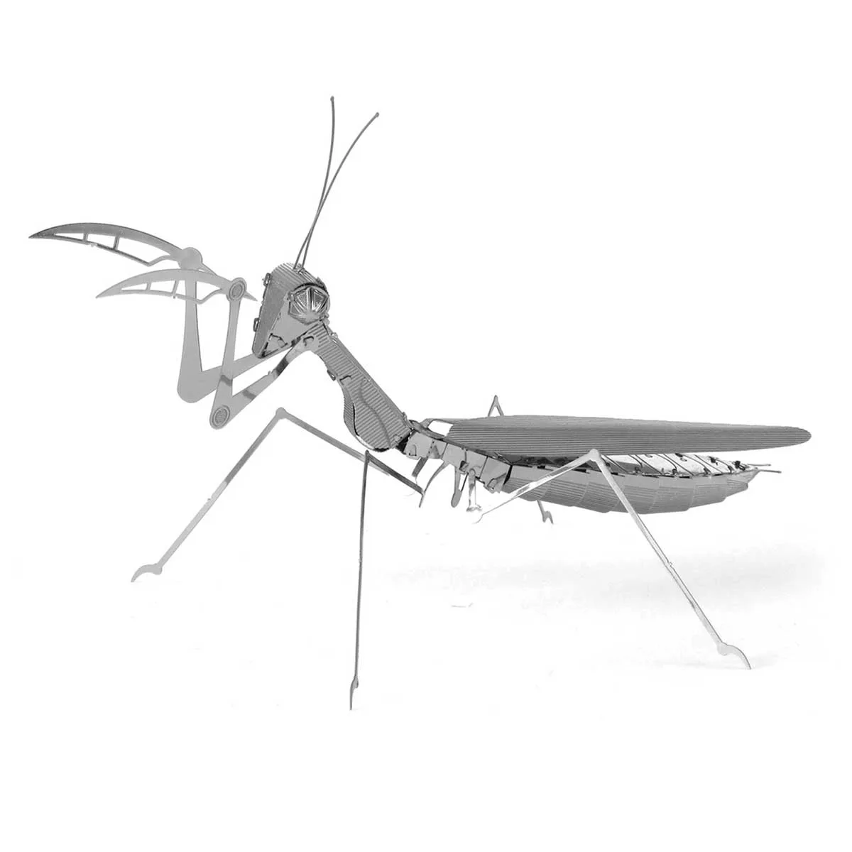 Praying Mantis Butterflies and Insects