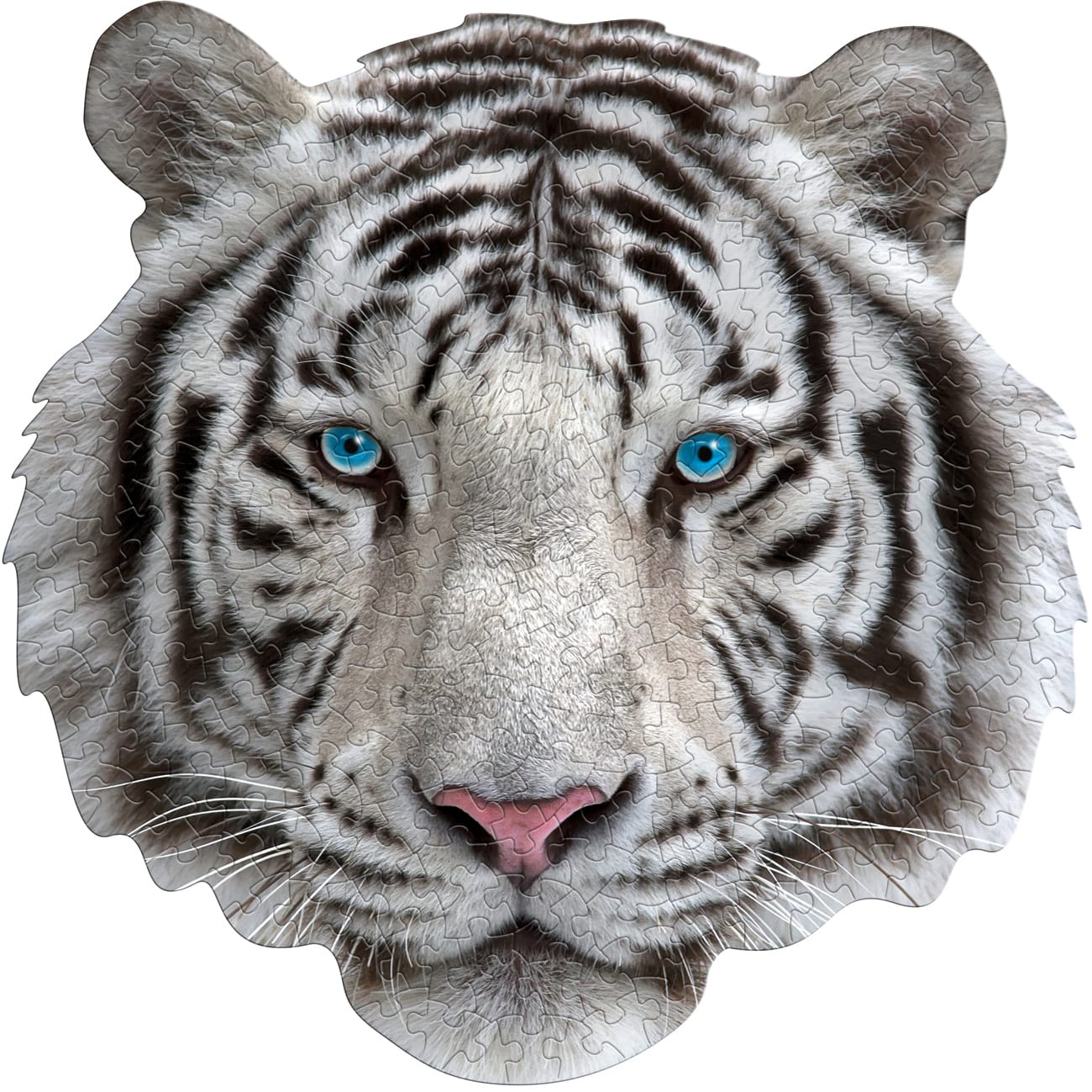 I AM White Tiger Cats