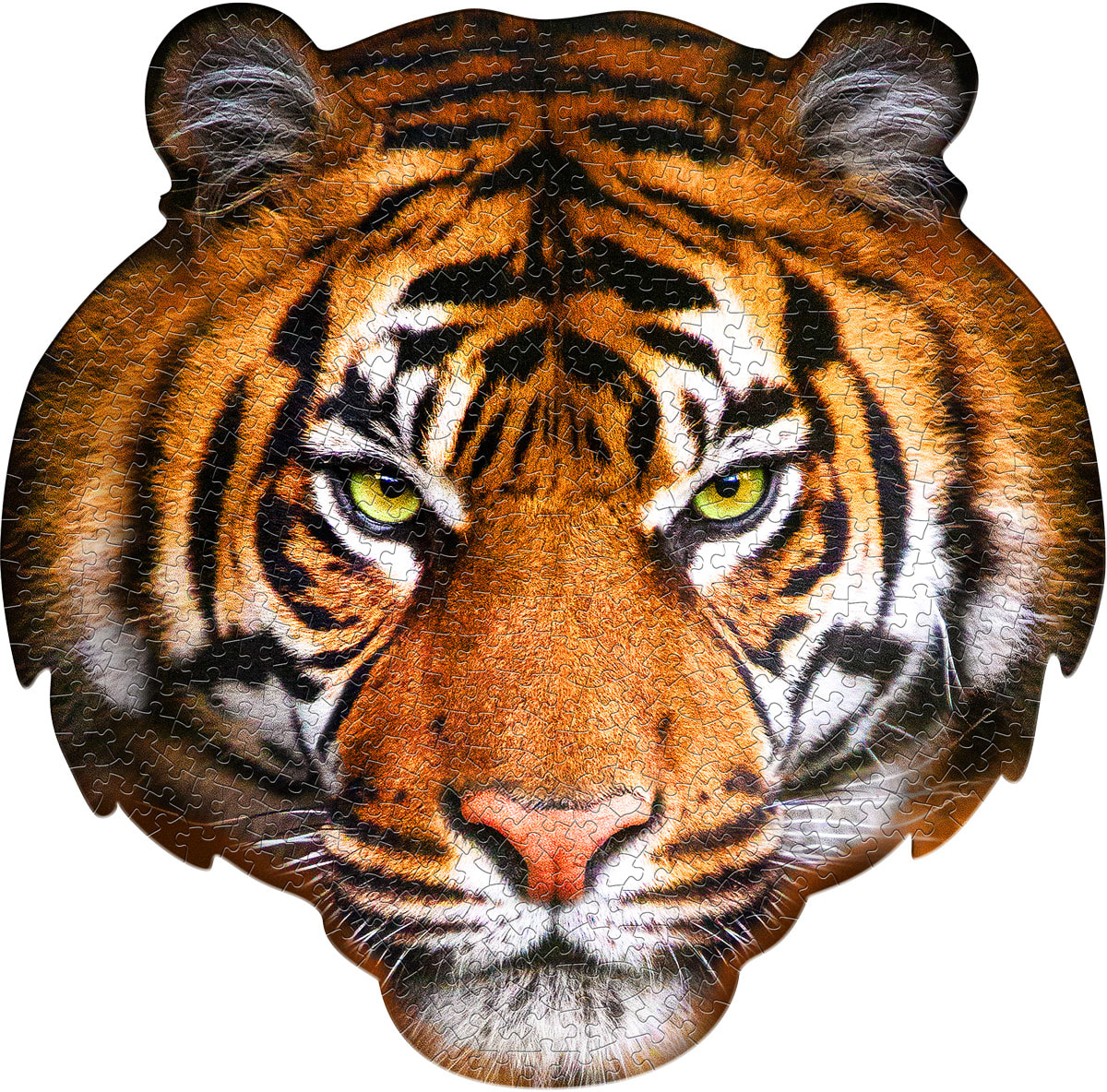 I Am Tiger Big Cats