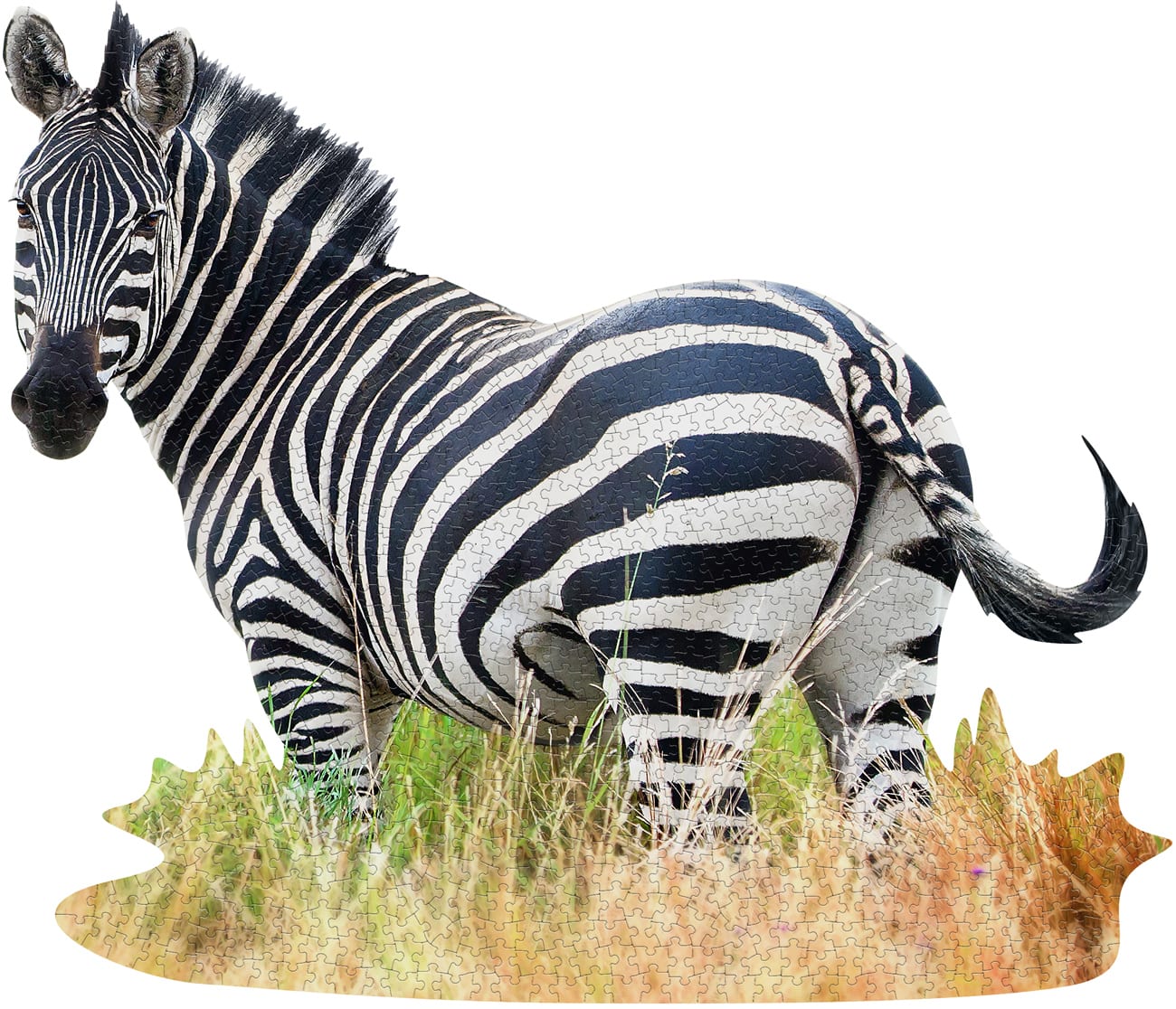 I Am Zebra - Scratch and Dent Animals