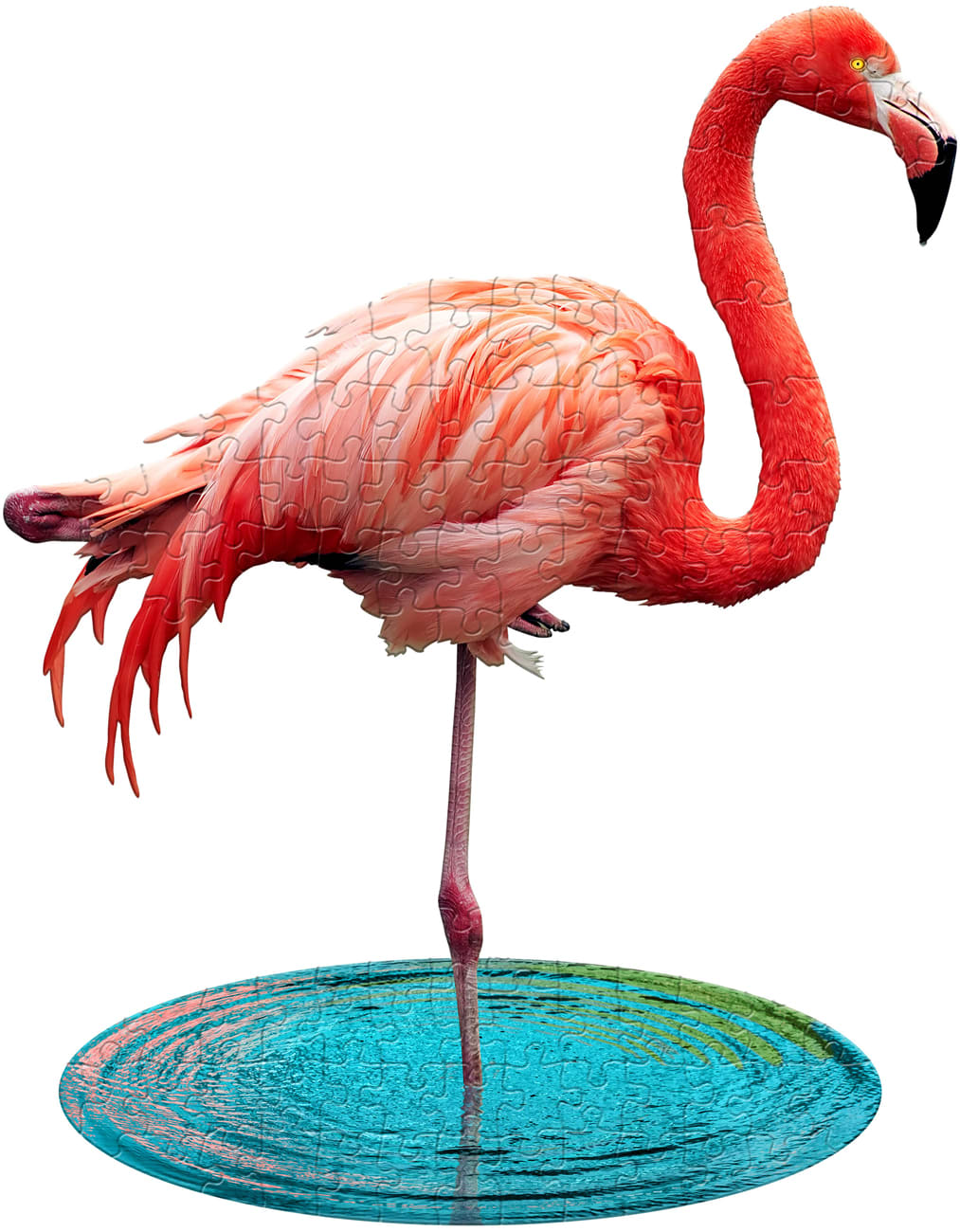 I Am Lil' Flamingo - Scratch and Dent Birds