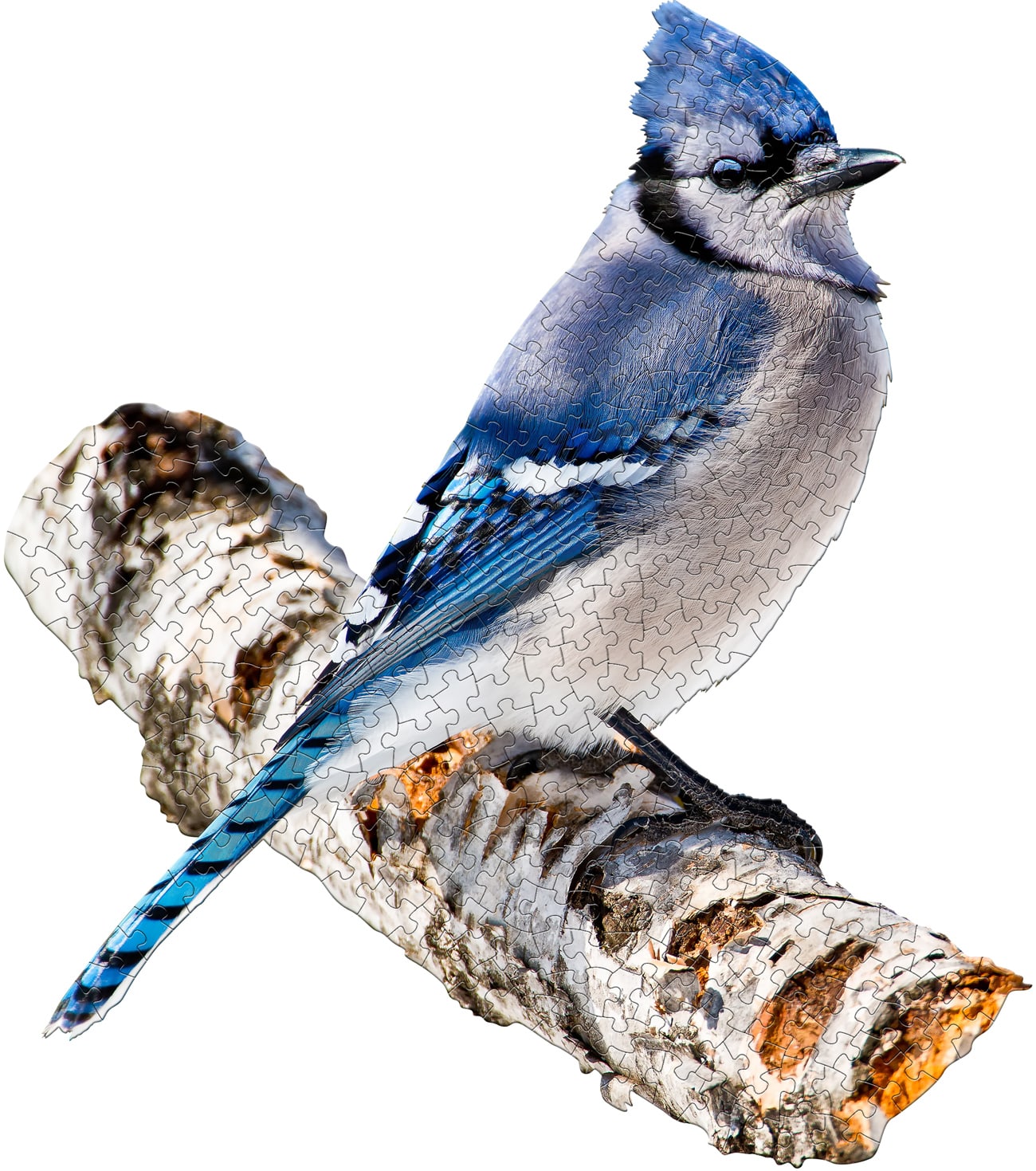 I Am Blue Jay Birds