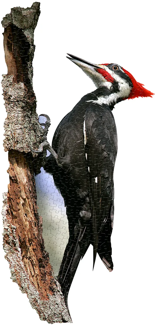 I AM WOODPECKER Birds