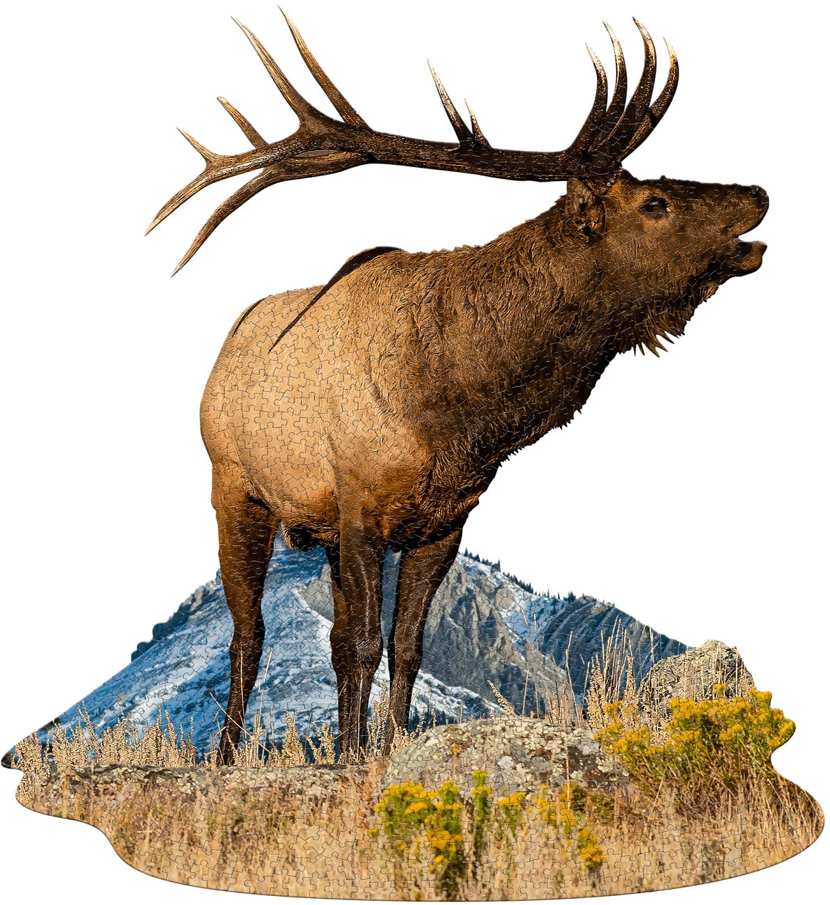 I Am Elk - Scratch and Dent Animals