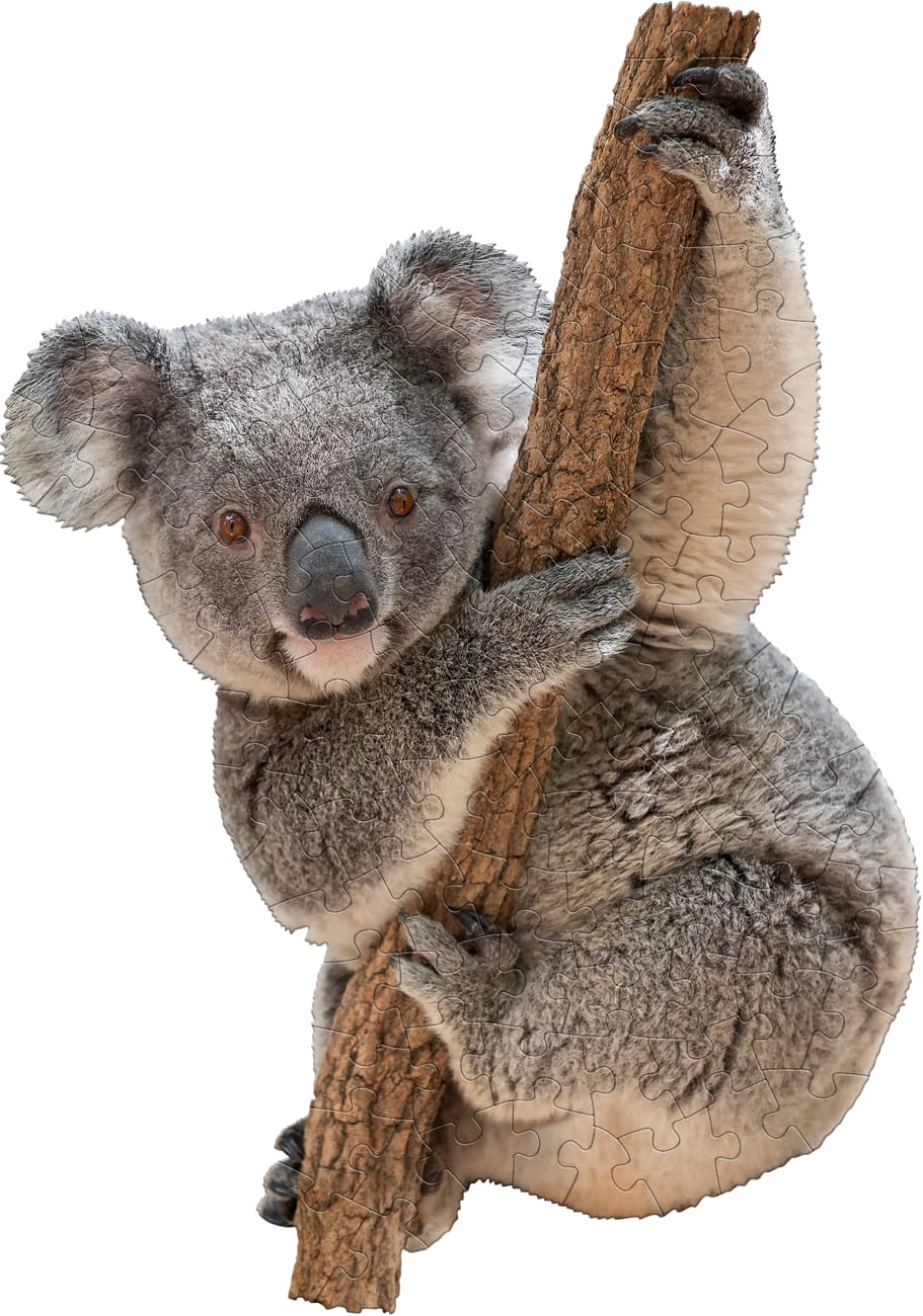 I Am Lil' Koala Animals