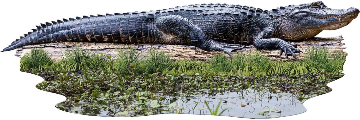 I Am Lil' Gator