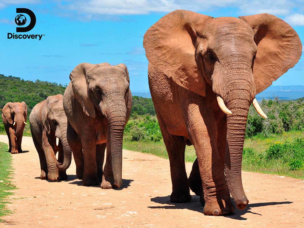 Elephants - Discovery Elephant