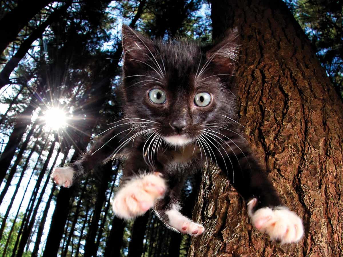 Pounce Snookums Cats