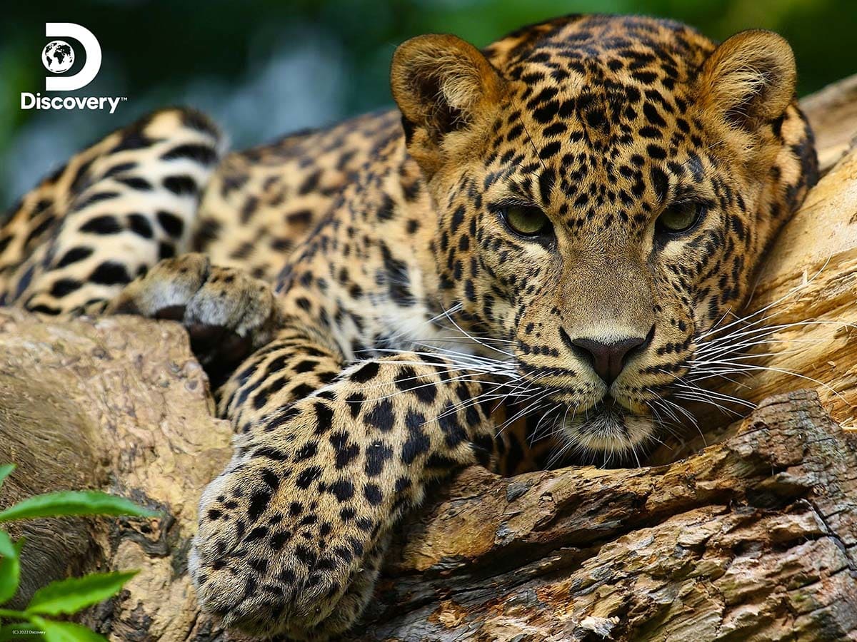 Leopard - Discovery Big Cats